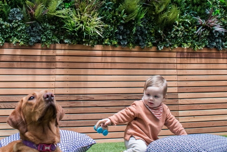 Grønne paneler i bakgården med barn og hund